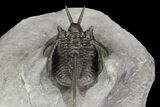 Devil Horned Cyphaspis Walteri Trilobite #89297-2